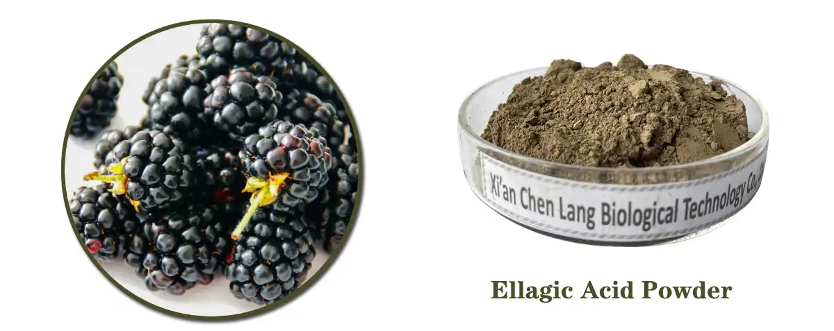 Ellagic Acid Supplier.jpg